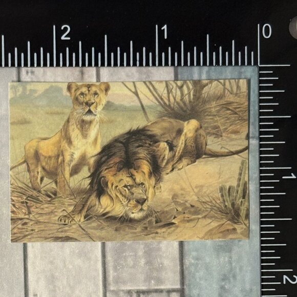 ๐10/$10๐ Classic Vicious Cats Lion Tiger Cheetah Reusable Washi Sticker Decal - Picture 1 of 1